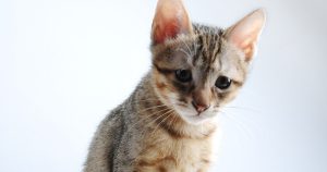 落ち込むねこ